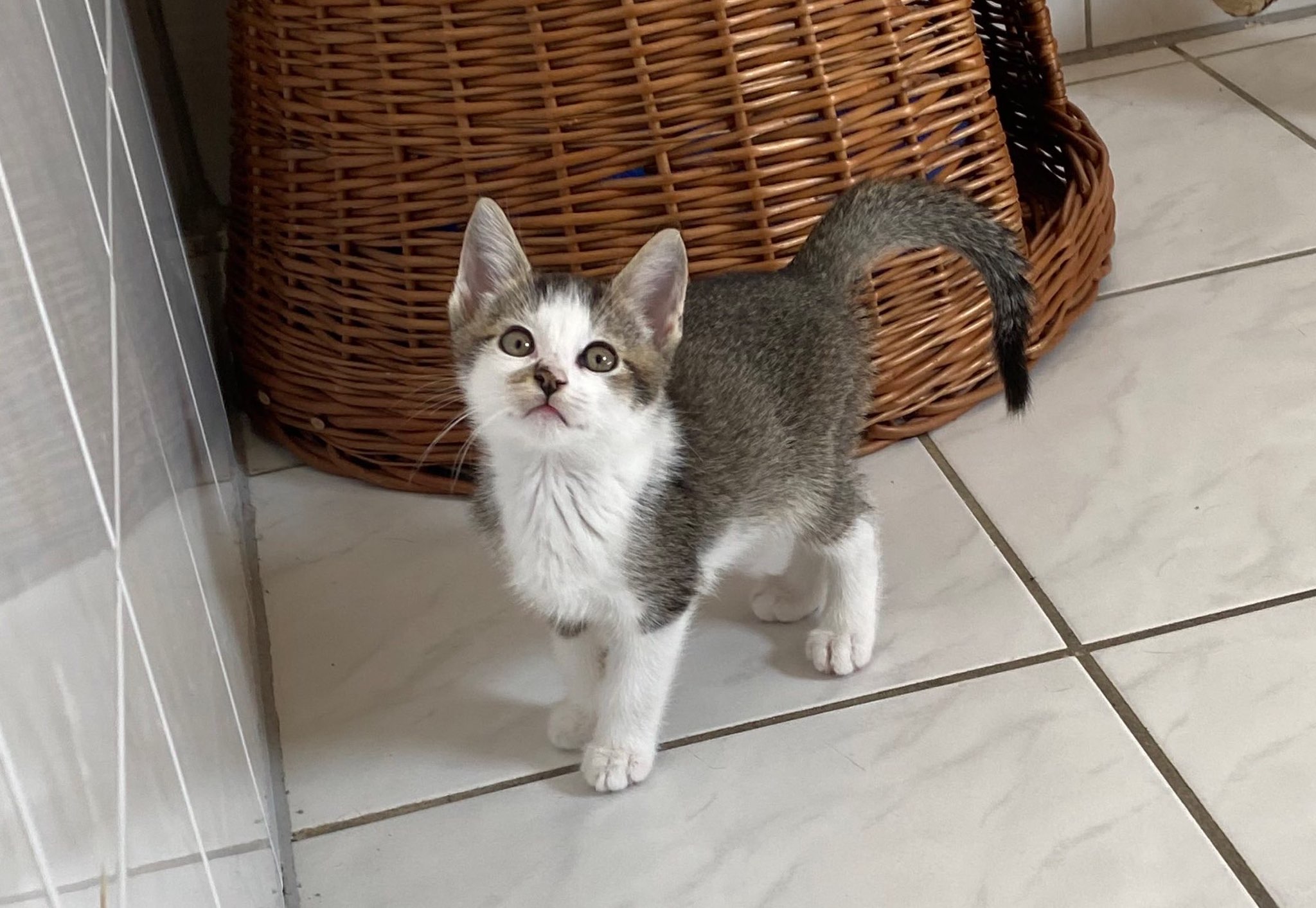 Benji.jpeg Benji.jpeg